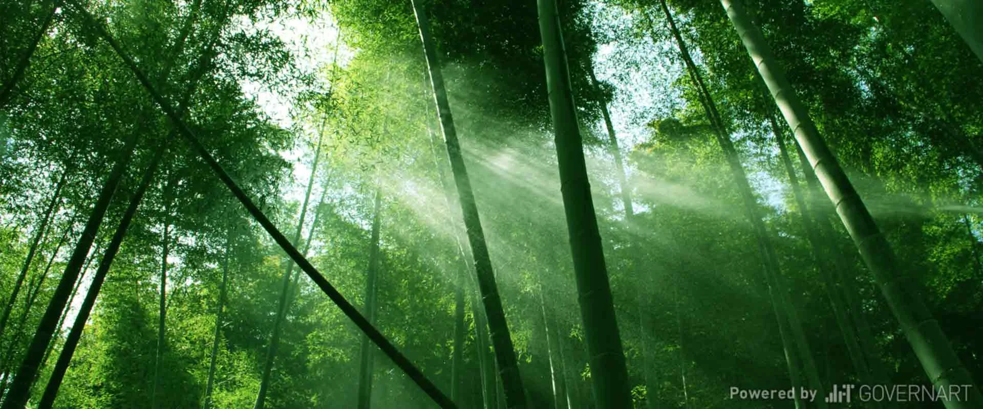 alas20-2015-_0002_bosque